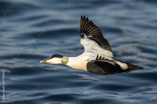 Eider in the water photo