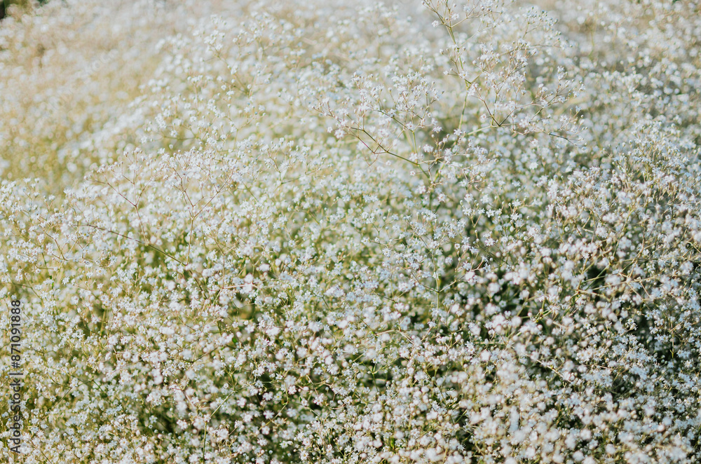 large bush of white gypsophila against the background of the sun large bush of white gypsophila against the background of the sun
