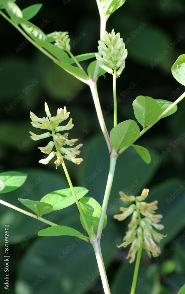 Astragalus (Astragalus glycyphyllos) grows in nature Astragalus (Astragalus glycyphyllos) grows in nature