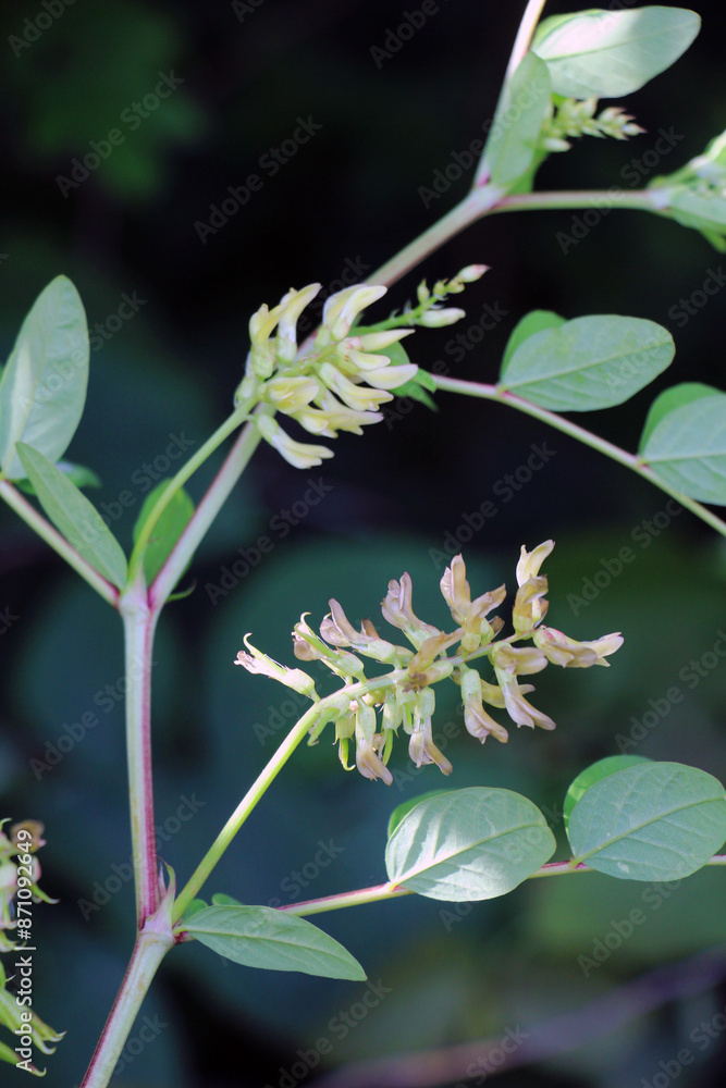 Astragalus (Astragalus glycyphyllos) grows in nature Astragalus (Astragalus glycyphyllos) grows in nature