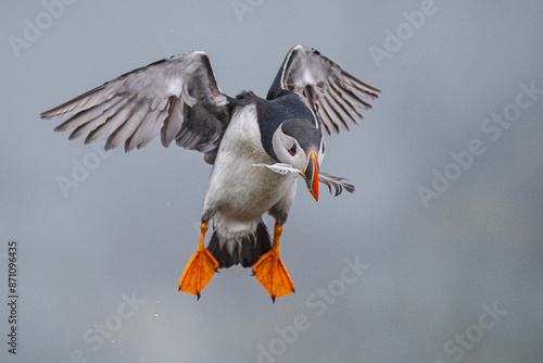atlantic puffin 5