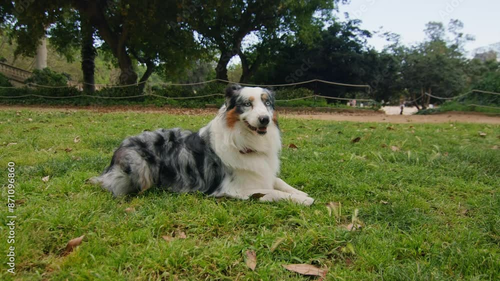Australian Shepherd dog portrait with striking blue eyes captured outdoors in a park setting Australian Shepherd dog portrait with striking blue eyes captured outdoors in a park setting
