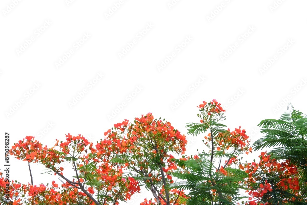 A sweet orange Peacock's crest flower blossom with green leaves on white isolated background A sweet orange Peacock's crest flower blossom with green leaves on white isolated background