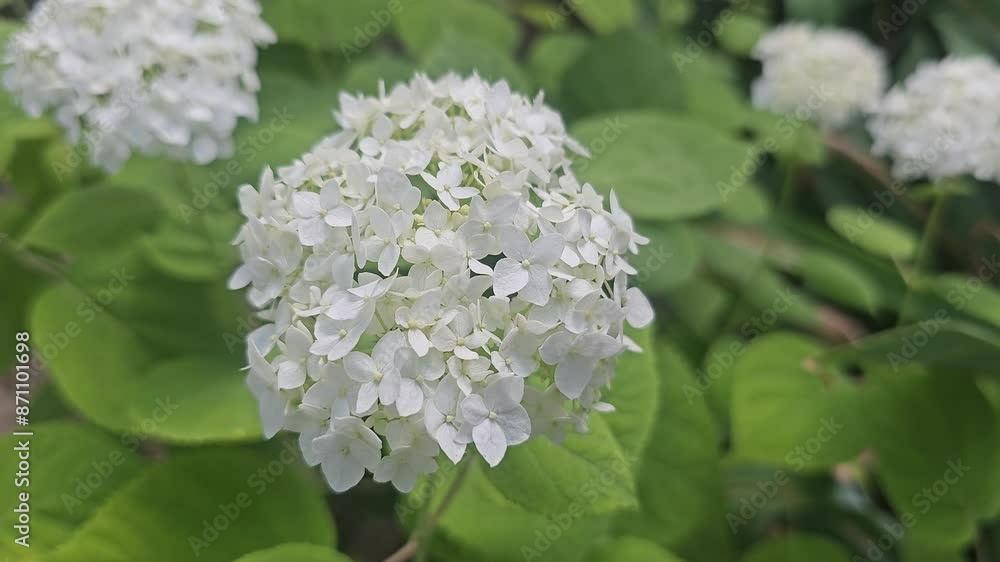 Lush white hydrangea flowers in a garden bed, swaying in the wind. Lush white hydrangea flowers in a garden bed, swaying in the wind.