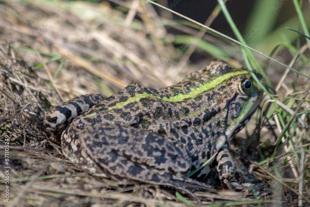 Obraz premium frog in the grass