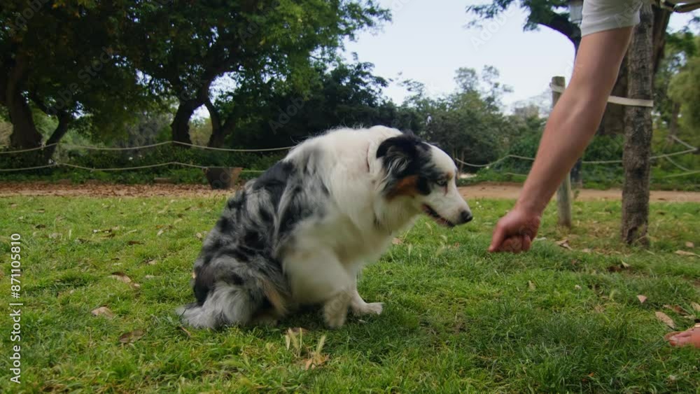 Australian Shepherd dog portrait with striking blue eyes captured outdoors in a park setting Australian Shepherd dog portrait with striking blue eyes captured outdoors in a park setting