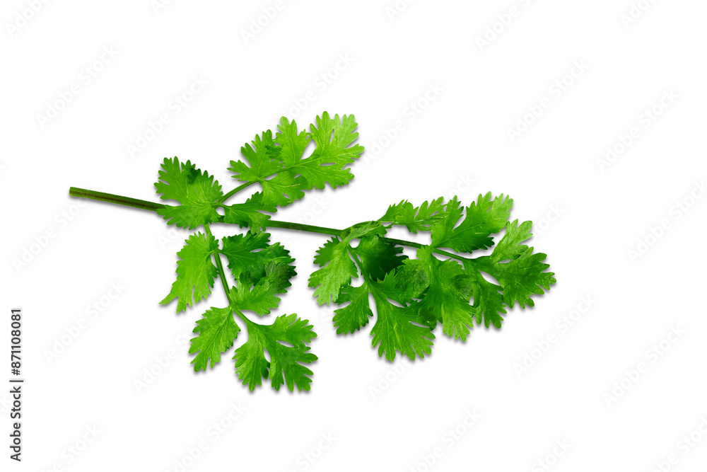fresh green coriander or cilantro leaves for cooking,masala chutney,can use as health,nature,food concept,cutout in transparent background,png format fresh green coriander or cilantro leaves for cooking,masala chutney,can use as health,nature,food concept,cutout in transparent background,png format