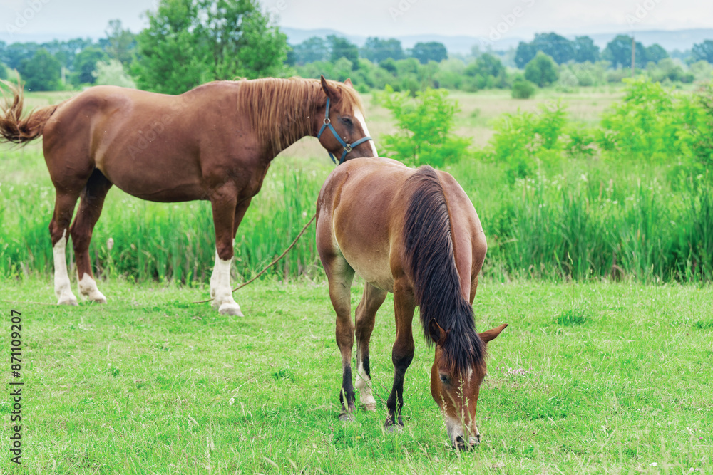 Mare and foal grazing together in the meadow Mare and foal grazing together in the meadow