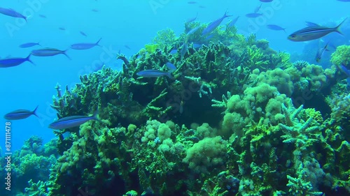 A school of Suez Fusilier fish (Caesio suevica) swims against the backdrop of a coral reef. photo