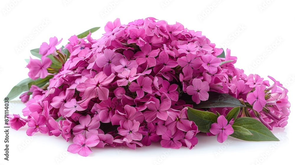 Pink phlox flower isolated on a white png background, in high resolution, Pink phlox flower isolated on a white png background, in high resolution,