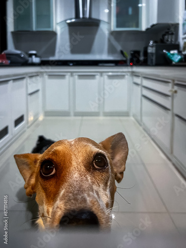 Dog with a long lose with spots looks out of the kitchen window photo