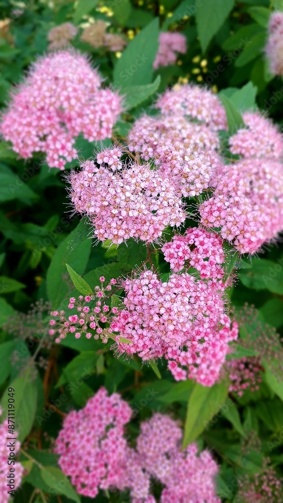 Pink flowers of Japanese spirina in close-up Pink flowers of Japanese spirina in close-up