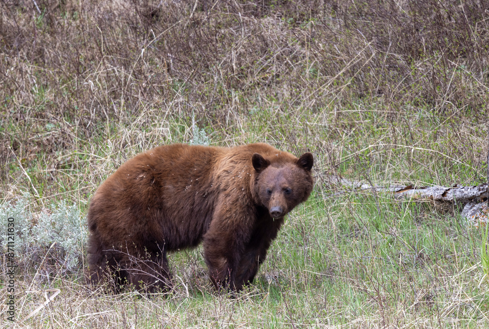 Black Bear in Springtime in Yellowstone National Park Wyoming Black Bear in Springtime in Yellowstone National Park Wyoming