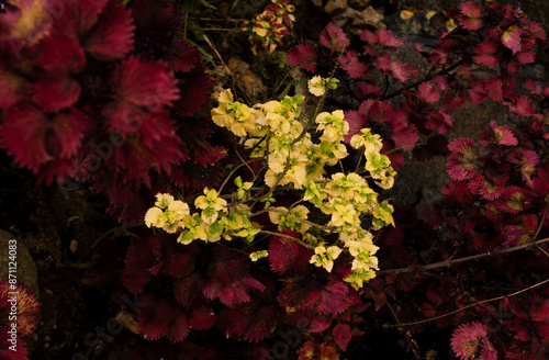 Coleus scutellarioides photo