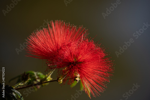 Red Powder puff plant (Calliandra dysantha). Brazilian savanna flower. photo