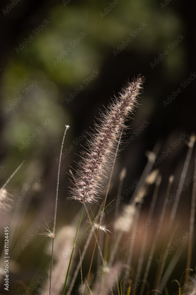 Wild field of grass on exuberant sunlight, warm toning. Wild field of grass on exuberant sunlight, warm toning.