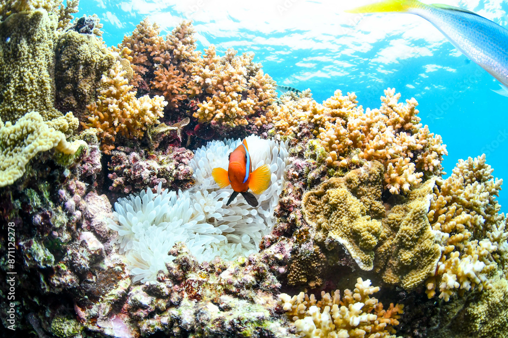 Obraz premium great barrier reef