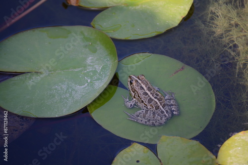 Frog in lily