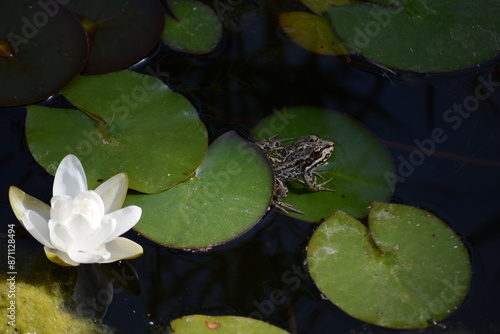 Hidden frog in the pond