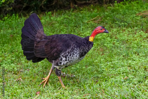 Australian Brushturkey 