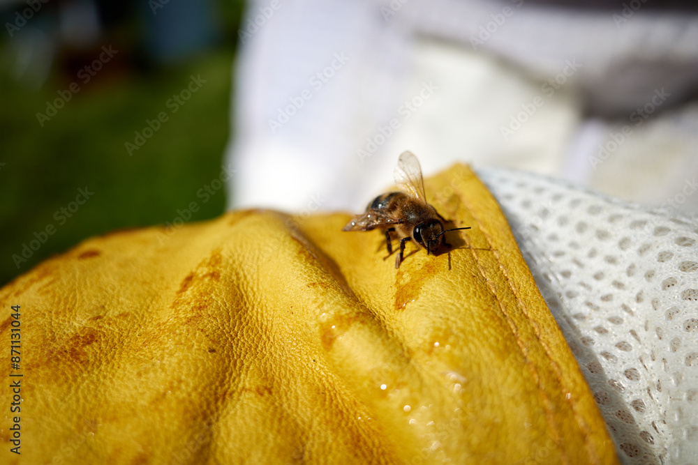 A bee against the background of a yellow glove. Apiculture. High quality photo A bee against the background of a yellow glove. Apiculture. High quality photo