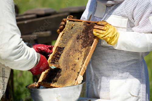 Beekeepers in costumes collect bee honey from evidence. High quality photo
