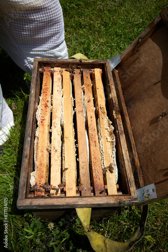 Beekeepers in costumes collect bee honey from evidence. High quality photo