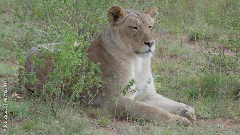 Lion Sits Relaxing in Grass on a South African Morning in the Savanna Lion Sits Relaxing in Grass on a South African Morning in the Savanna