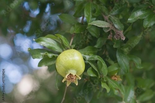A photo of a green pogremanate fruit on a tree with green leafs