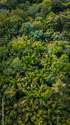 Açaí Floresta Açaizeiro Rio Amazonas Amazônia Mangue Ilha Marajó Salvaterra Biodiversidade Fauna Flora Natureza Ecoturismo Paisagem Rural Comunidade Indígena Vegetação Costeira Navegação Barcos Balsa