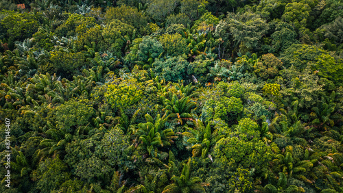 Açaí Floresta Açaizeiro Rio Amazonas Amazônia Mangue Ilha Marajó Salvaterra Biodiversidade Fauna Flora Natureza Ecoturismo Paisagem Rural Comunidade Indígena Vegetação Costeira Navegação Barcos Balsa