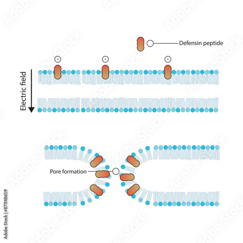 Diagram showing defensine peptide action on bacterial cell membrane - pore formation. Simple schematic illustration. skeletal structure diagram. compound molecule scientific illustration. photo