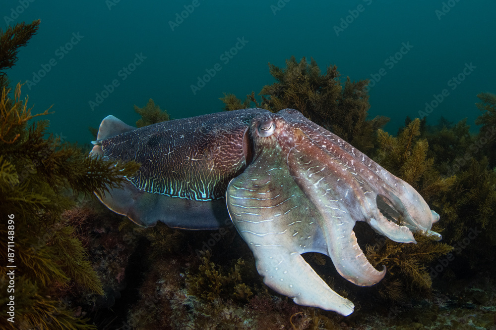 Obraz premium Australian Giant Cuttlefish