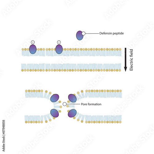 Diagram showing defensine peptide action on bacterial cell membrane - pore formation. Simple schematic illustration. skeletal structure diagram. compound molecule scientific illustration.