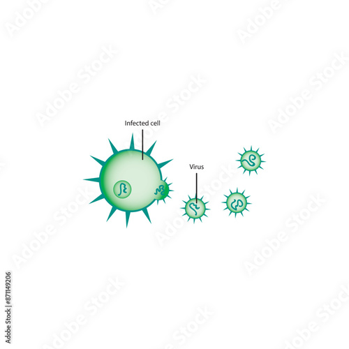 Diagram of virus and virus infected cell - schematic simple illustration. skeletal structure diagram. compound molecule scientific illustration.