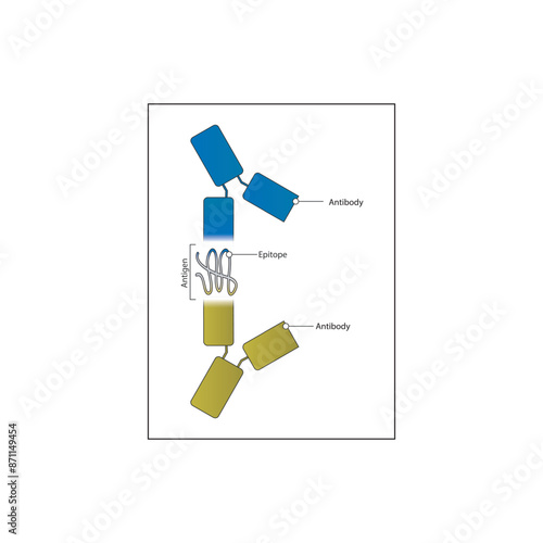Diagram of antigen, antibody, epotope complex - component of immune system - schematic simple illustration skeletal structure diagram. compound molecule scientific illustration.
