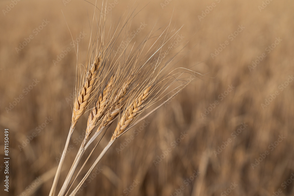 Yellow ears of wheat in a field in nature Yellow ears of wheat in a field in nature
