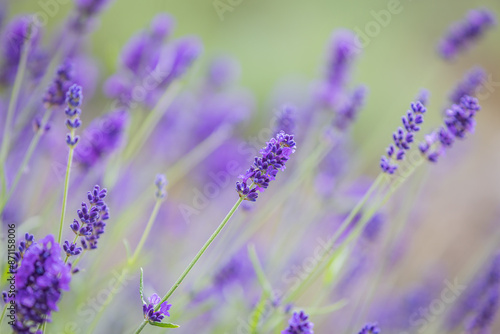 A close up of pretty lavender flowers in the summertime, with a shallow depth of field photo