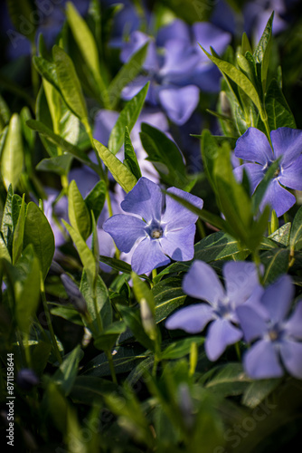 flowers in the garden