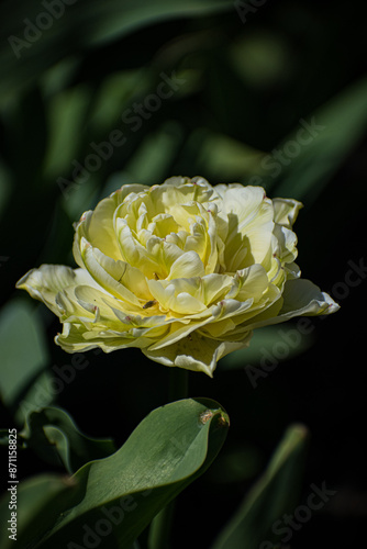 yellow rose flower