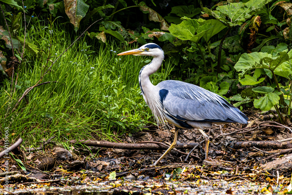 Fototapeta premium Grey Heron, Ardea cinerea, hunting in the lake. Closeup. Highlands, Scotland