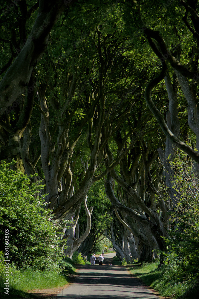 The Dark Hedges