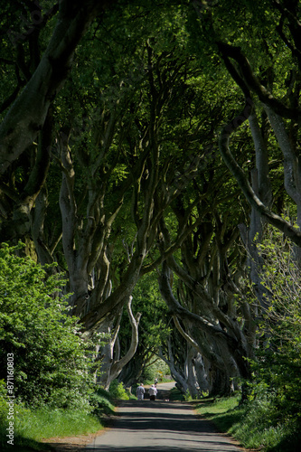 The Dark Hedges