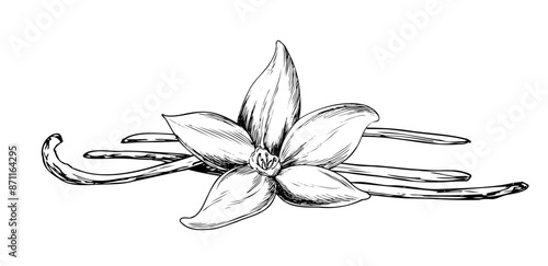 Graphic drawing of Flowers and Vanilla Pods. Hand drawn vector botanical illustration of spices for design