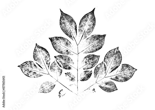 Ink stamp impression of a leaf or plant with organic texture. Isolated leaf print for floral art or pattern.
