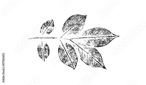 Ink stamp impression of a leaf or plant with organic texture. Isolated leaf print for floral art or pattern.
