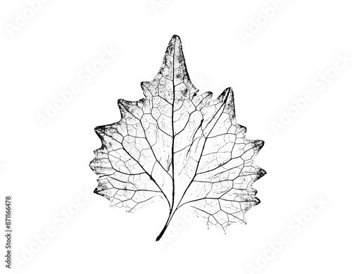 Black and white ink stamp imprint of a leaf or plant with organic texture. Isolated leaf print for floral art or pattern