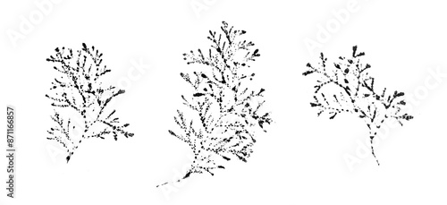 Fotografie Black and white ink stamp imprint of a hemlock evergreen branch with organic texture