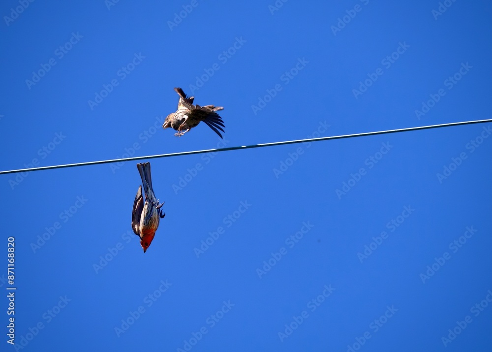 Two house finches take flight from a power line, one diving straight downward, and one flying upwards.
Two house finches take flight from a power line, one diving straight downward, and one flying upwards.