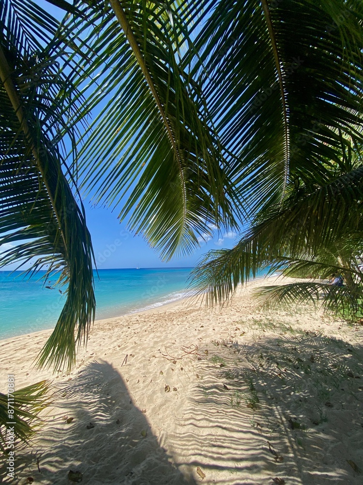 Obraz premium palm trees on the beach